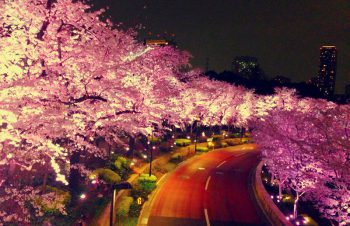 ミッドタウンの夜桜